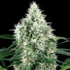 White Label Pure Power Plant Automatic semena neobsahuji THC 10 ks