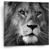 Sablio Obraz Lev 2 - 50x50 cm