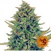 Barney's Farm CBD Blue Shark neobsahuje THC 3 ks