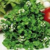 Žerucha potočná známa aj ako Elixír mladosti Nasturtium Officinale semená