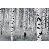 Komar Vliesová fototapeta Woods 400 x 270 cm