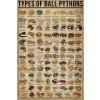 Ceduľa Types of Ball Pythons 30cm x 20cm Plechová tabuľa