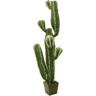Mexický kaktus s květy, 170 cm — Heureka.sk