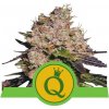 Royal Queen seeds Purple Queen Automatic neobsahují THC 3 ks