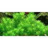Pogostemon erectus 1-2 Grow!