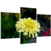 Obrazy kvetiny (Obraz 90x60cm)