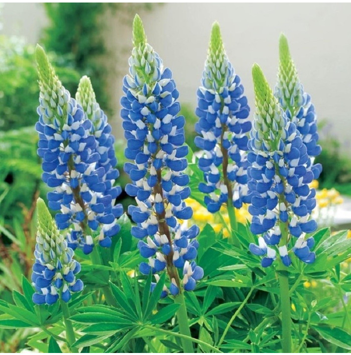 Lupina modrá - Lupinus - voľnokorenné sadenice lupiny - 1 ks