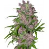 Sensi Seeds Cannabis Seeds Purple Bud Automatic Feminized by White Label, 3-10 ks 5 ks