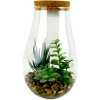 MAKRO - Sukulent v skle s LED na 3LR batérie, 8,5x23x14cm