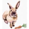 ZUTY Maľovanie podľa čísel KRÁLIK S MRKVIČKOU Rámovanie vypnuté plátno na rám Rozmer 80x100 cm