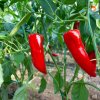 Paprika Snack Red - Capsicum annuum - predaj semien paprík - 6 ks
