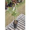 Rosa climbing ´ Orange Climber ´ Clt.2,5