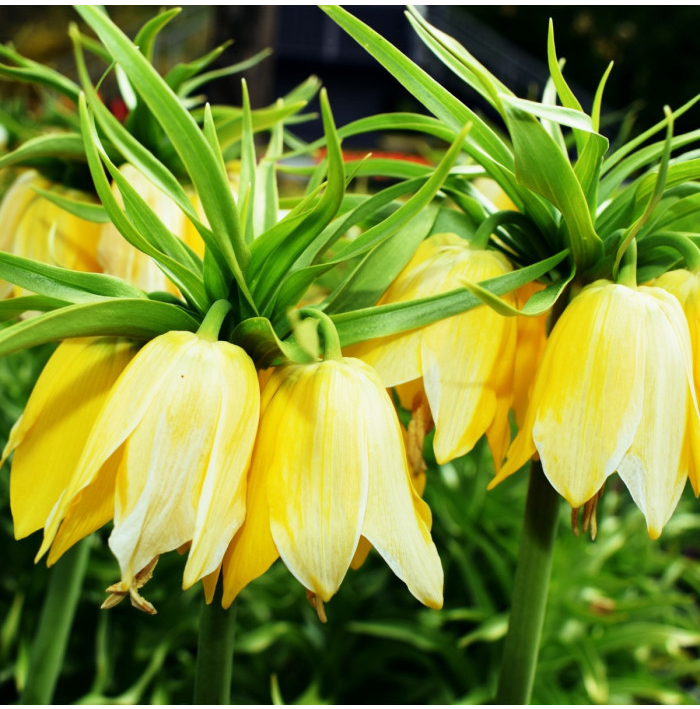 Korunkovka kráľovská Lutea - Fritillaria Imperialis Lutea Maxima - cibuľoviny - 1 ks