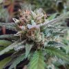 Mr. Nice Widow Grail regular semena neobsahují THC 15 ks