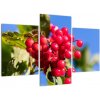 Obraz - rastliny (Obraz 90x60cm)