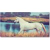 Foto obraz akrylový Biely kôň jazero 100x50 cm