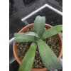 Agave franzosinii v šírke 40 cm, výške 25 cm