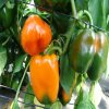 Paprika Kubista roční F1 - Capsicum annuum - semená papriky - 10 ks