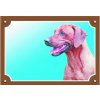 Farebná ceduľka Pozor pes Rhodézsky ridgeback
