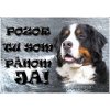 Pozorpes.sk, výstražná tabuľka (Bernský salašnícky pes)