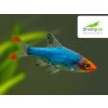 Razbora Sawbwa - 20 ks - Rasbora sawbwa