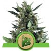 Royal Queen seeds Blue Cheese neobsahují THC 10 ks