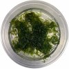 Vesicularia ferriei (Weeping moss)