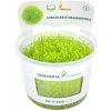 Dennerle Plants Utricularia graminifolia CUP - 1 ks
