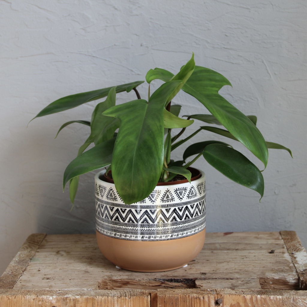 Philodendron Florida Green