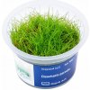 Eleocharis parvula - InVitro