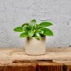 Peperomia pixie baby