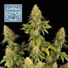 Seedsman Doctor Seedsman CBD 30:1 semena neobsahuji THC 50 ks