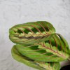 Maranta Leuconeura Fascinator baby