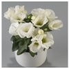 Eustoma Carmen Ivory F1 - Eustoma grandiflorum - predaj semien - 12 ks