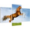 Obraz kone na zadných (Obraz 90x60cm)