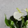 Anthurium Andraeanum Joli white