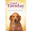 Until Tuesday