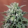 Ace Seeds - Nepal Annapurna regular 10 ks - Semená neobsahujú THC