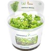 Kolovka indická Rotala indica In-Vitro