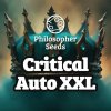 Philosopher Seeds - Critical Auto XXL 5 ks - semená neobsahujú THC