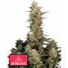 Rýchle púčiky Cannabis Seeds Critical Auto 3 ks