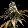 World Breeders - Cherry Crush 10 ks - Semená neobsahujú THC