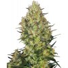 Sensi Seeds Shiva Skunk semena neobsahují THC 10 ks