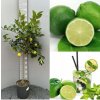 Limetka - Lime di Tahiti výška 120-140cm