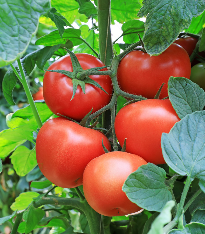 Paradajka Tornado F1 - Solanum lycopersicum - semená paradajky - 20 ks