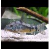 Pancierniček škvrnitý - Corydoras paleatus