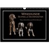 Windhunde - Schnelle Schönheiten (Wandkalender 2024 DIN A4 quer), CALVENDO Monatskalender