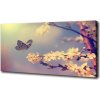 Moderný obraz canvas na ráme Kvet višne a motýľ 100x50 cm