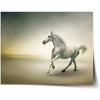 Sablio Plagát Biely kôň 2 - 90x60 cm