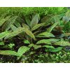 Cryptocoryne purpurea (IN-VITRO kelímok Ø 7 cm)